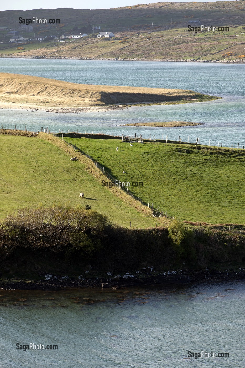 ELEVAGE DE MONTONS SUR L'ILE DE LA BAIE DE BALLYNESS, ROUTE DE MAGHERA, ARDARA, COMTE DE DONEGAL, IRLANDE 