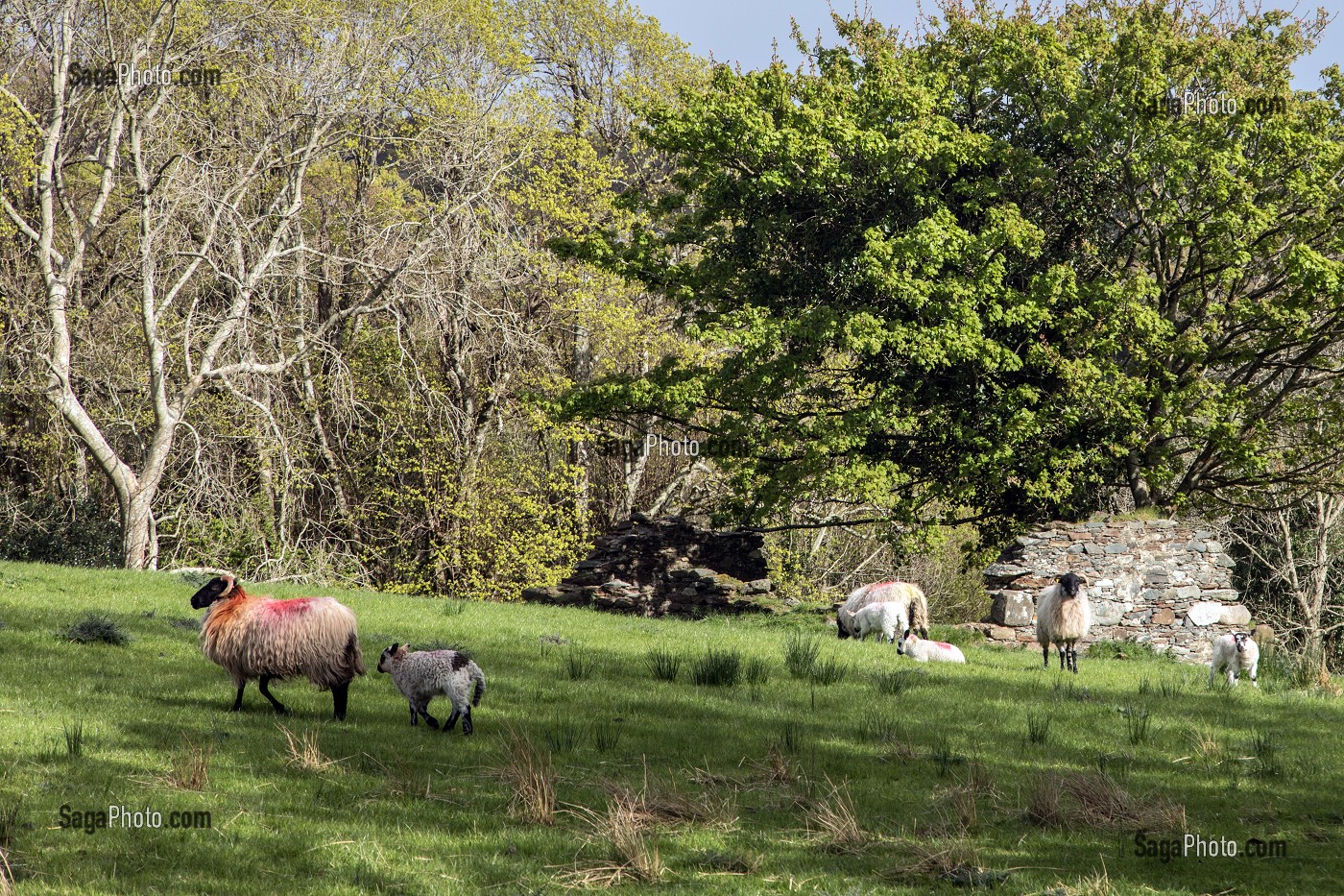 PAYSAGE DE LA CAMPAGNE IRLANDAISE, ELEVAGE DE MOUTONS, ARDARA, COMTE DE DONEGAL, IRLANDE 