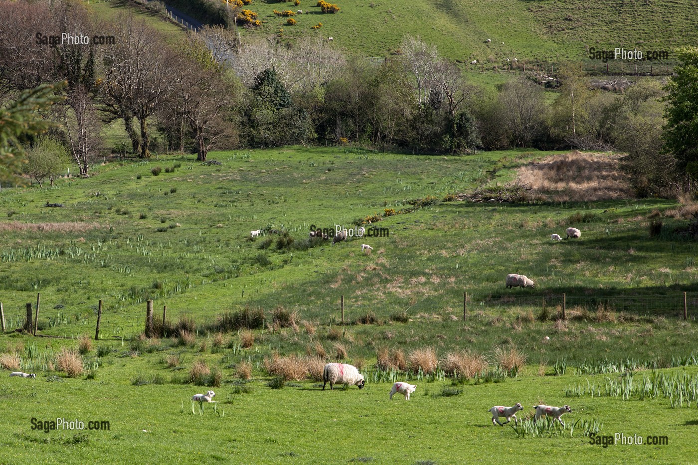PAYSAGE DE LA CAMPAGNE IRLANDAISE, ELEVAGE DE MOUTONS, ARDARA, COMTE DE DONEGAL, IRLANDE 