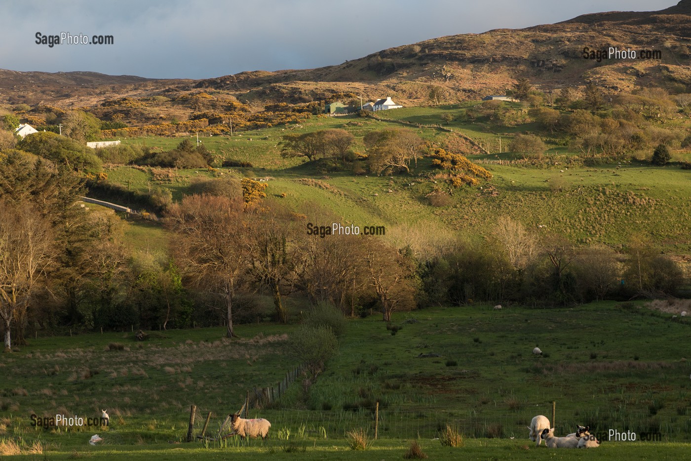 PAYSAGE DE LA CAMPAGNE IRLANDAISE, ELEVAGE DE MOUTONS, ARDARA, COMTE DE DONEGAL, IRLANDE 