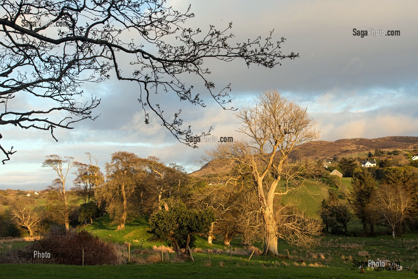PAYSAGE DE LA CAMPAGNE IRLANDAISE, ELEVAGE DE MOUTONS, ARDARA, COMTE DE DONEGAL, IRLANDE 