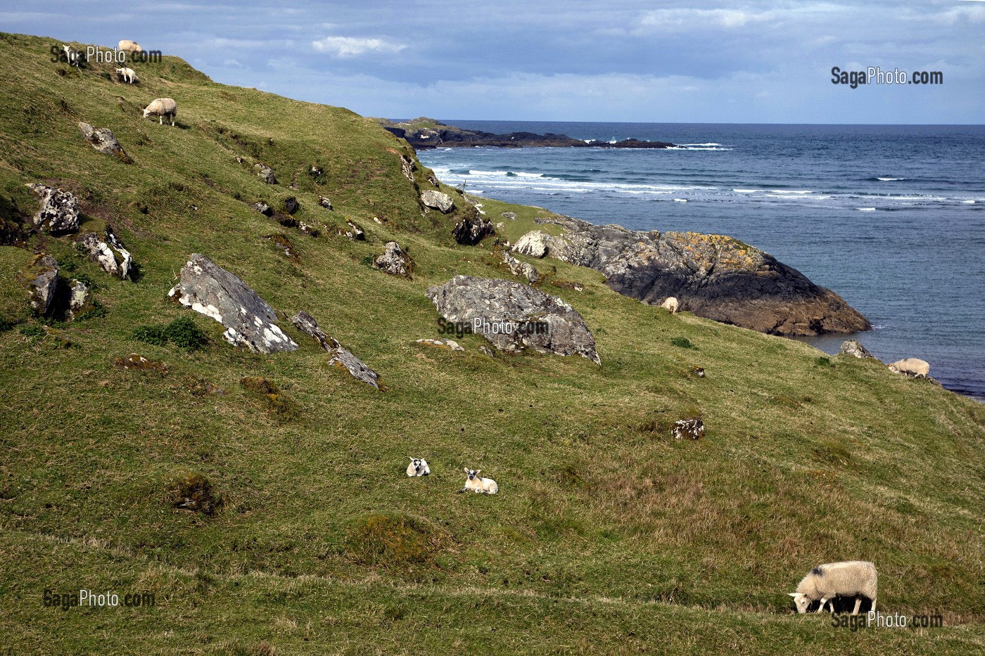 MOUTONS SUR LES FALAISES DU LITTORAL DECOUPE DE GLEANN CHOLM CILLE, COMTE DE DONEGAL, IRLANDE 