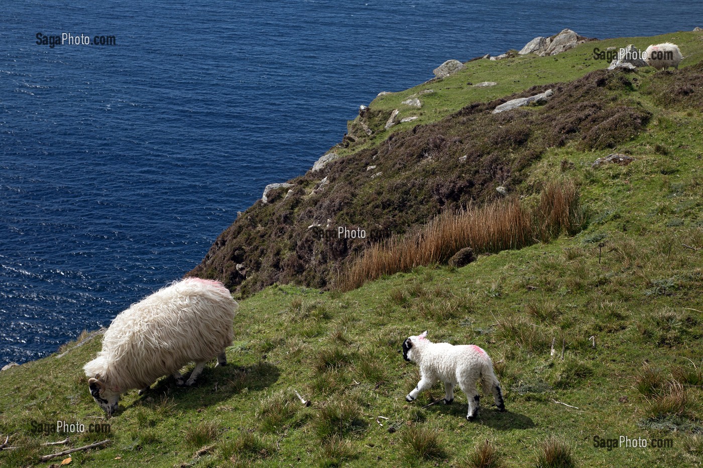 MOUTONS SUR LES FALAISES DE SLIEVE LEAGUE, PARMI LES PLUS HAUTES D'EUROPE, COMTE DE DONEGAL, IRLANDE 