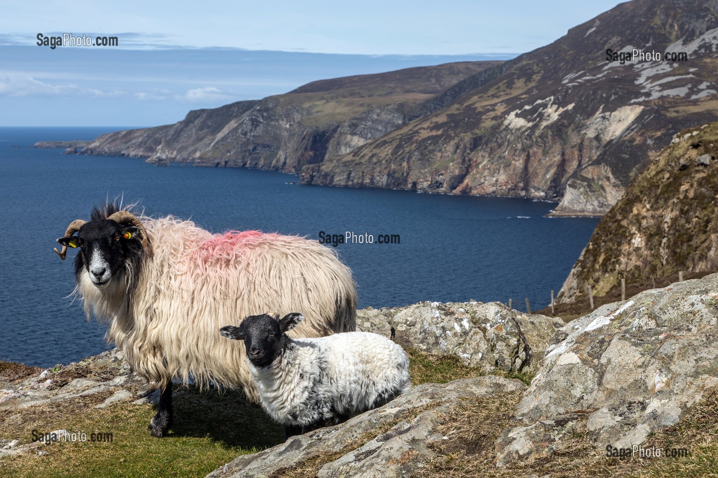 MOUTONS ET AGNEAUX SUR LES FALAISES DE SLIEVE LEAGUE, PARMI LES PLUS HAUTES D'EUROPE, COMTE DE DONEGAL, IRLANDE 