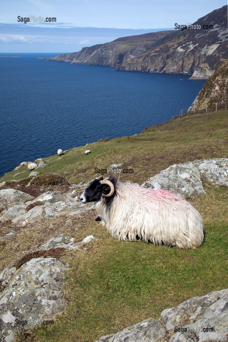 MOUTONS SUR LES FALAISES DE SLIEVE LEAGUE, PARMI LES PLUS HAUTES D'EUROPE, COMTE DE DONEGAL, IRLANDE 