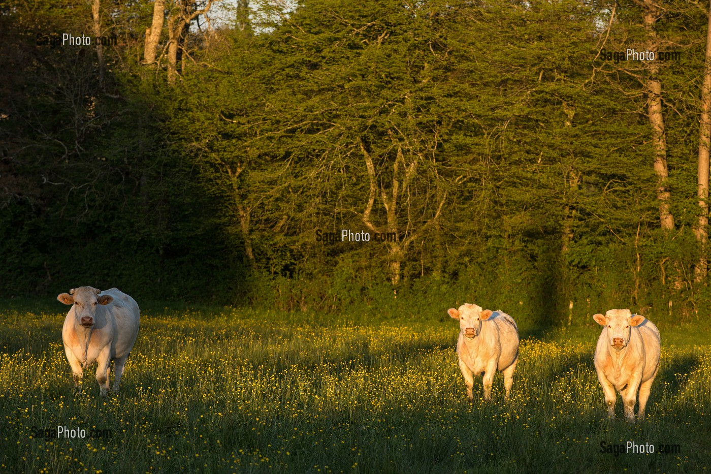 VACHE DE RACE CHAROLAISE AU COUCHER DE SOLEIL, REGION DE CHAROLLES (71), FRANCE 