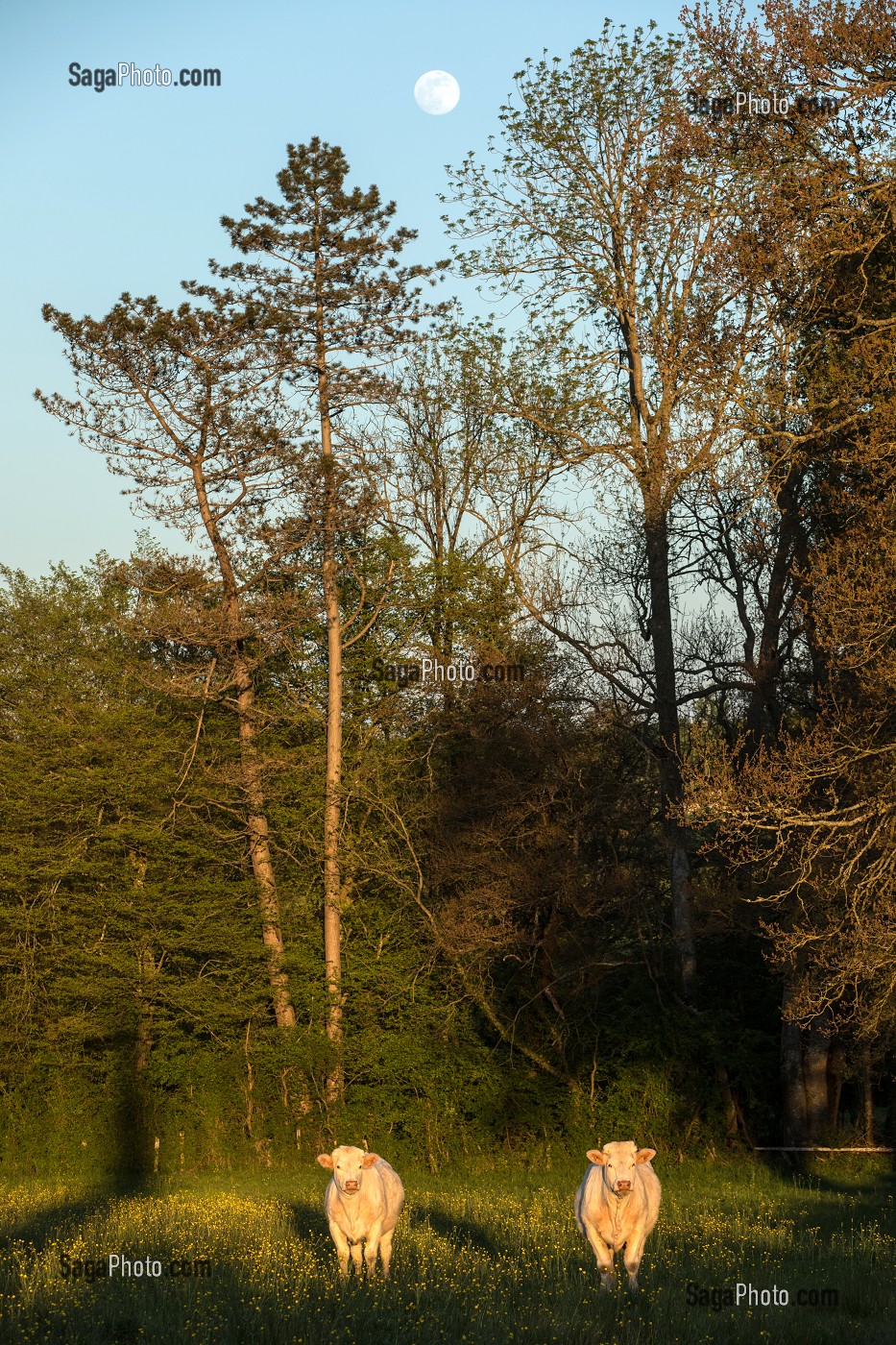 VACHE DE RACE CHAROLAISE AU COUCHER DE SOLEIL, REGION DE CHAROLLES (71), FRANCE 