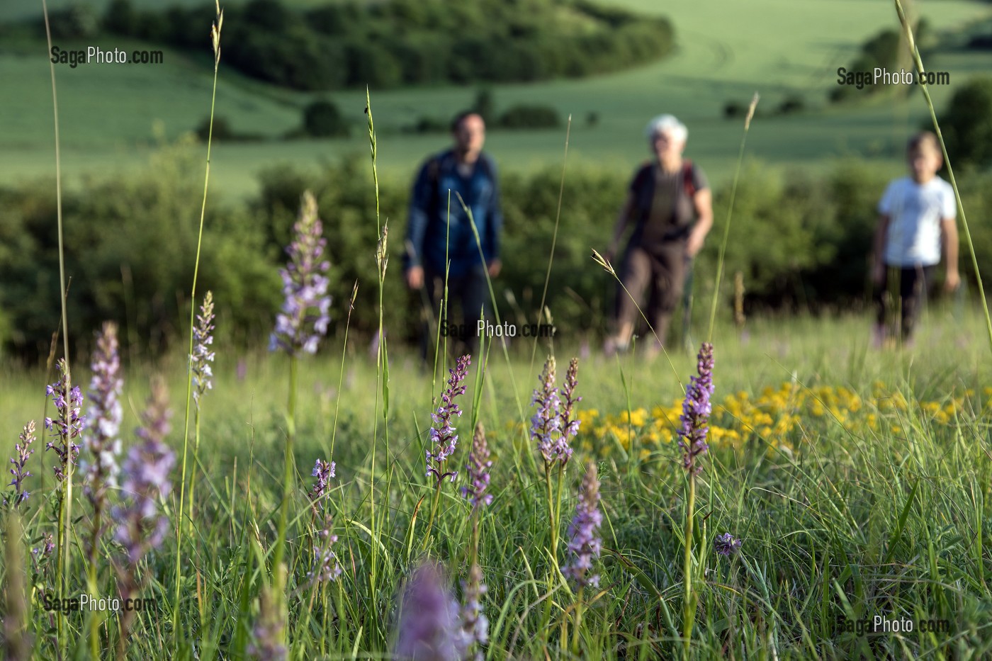 ORCHIDEES SAUVAGES, BALADE EN FAMILLE, RANDONNEE PEDESTRE DANS LA VALLEE DES CAILLES, BONCOURT, ANET,(28), FRANCE 