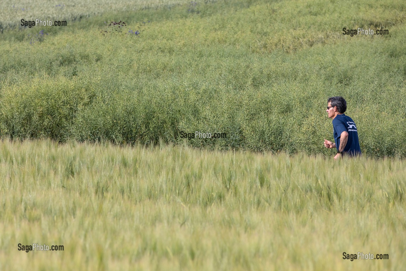 COUREUR SUR LE CHEMIN DE RANDONNEE PEDESTRE SUR LES HAUTS DE CHARTRES (28), FRANCE 