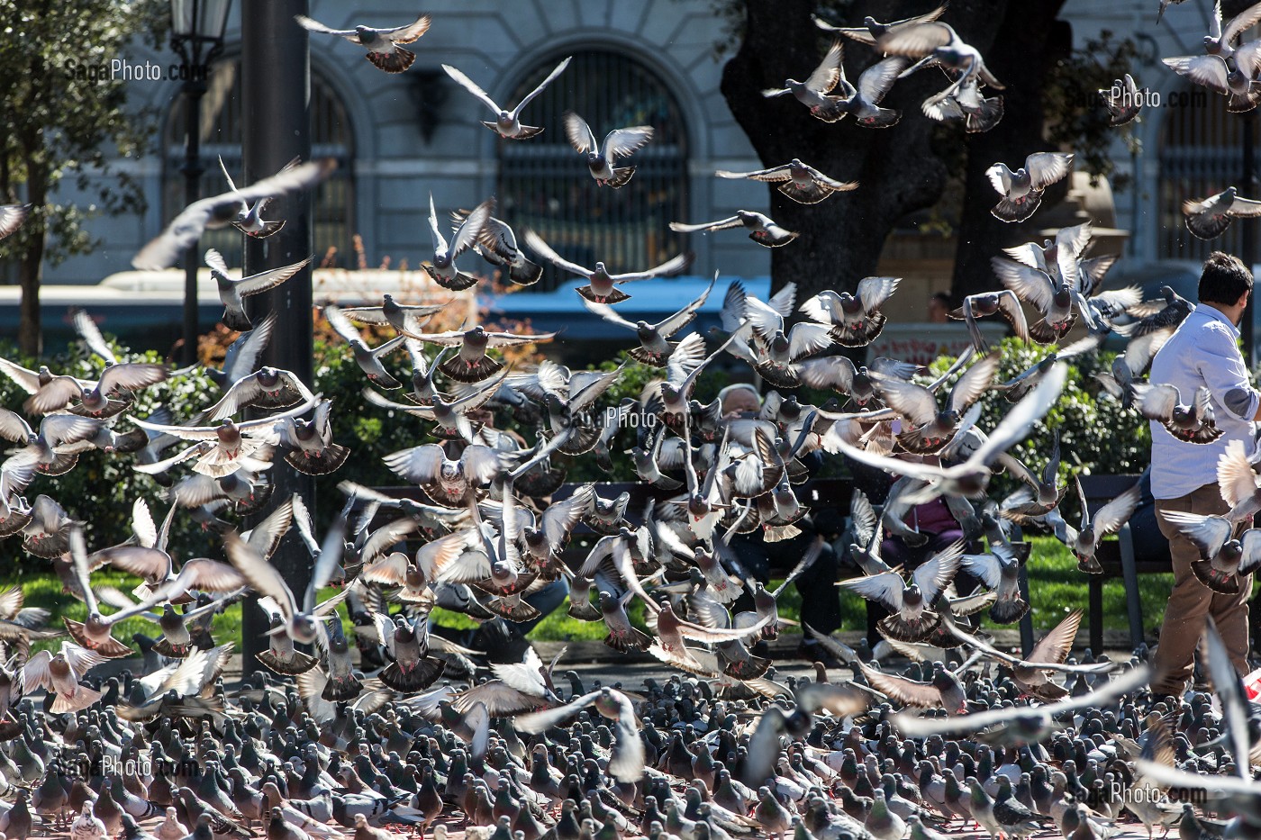 RASSEMBLEMENT DE MILLIERS DE PIGEONS, PLACA DE CATALUNYA, BARCELONE, CATALOGNE, ESPAGNE 