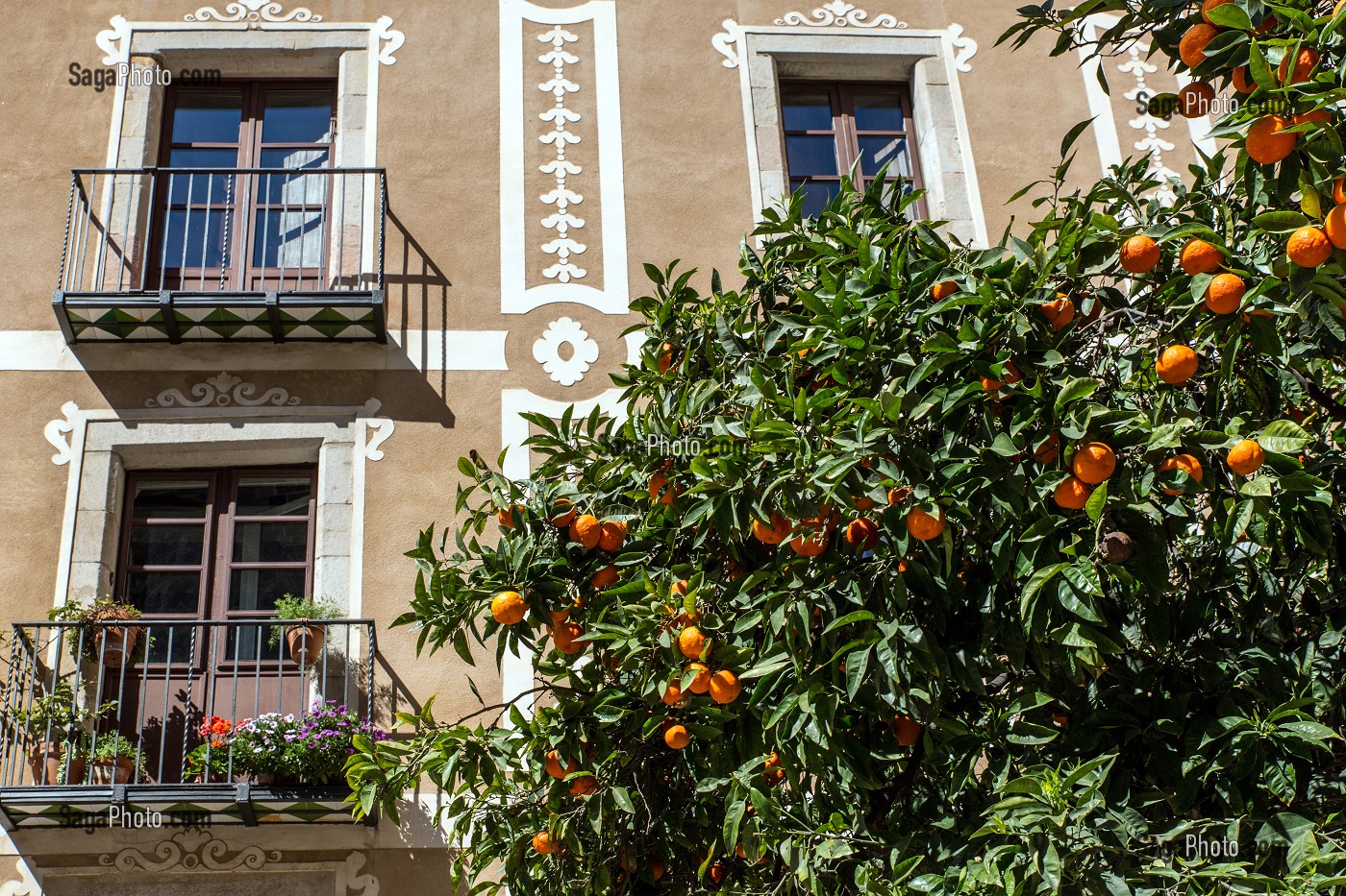 ORANGER ET FACADE D'IMMEUBLE, PLACA REIAL, BARCELONE, CATALOGNE, ESPAGNE 