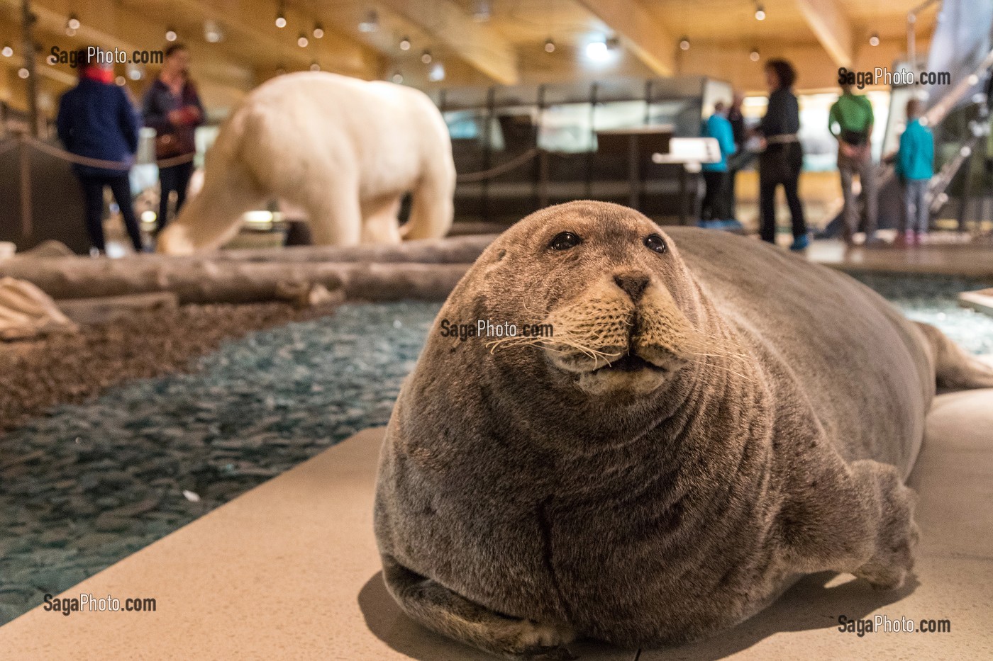 MORSE NATURALISE, MUSEE DU SVALBARD, VILLE DE LONGYEARBYEN, LA PLUS SEPTENTRIONALE DE LA TERRE, SPITZBERG, SVALBARD, OCEAN ARCTIQUE, NORVEGE 