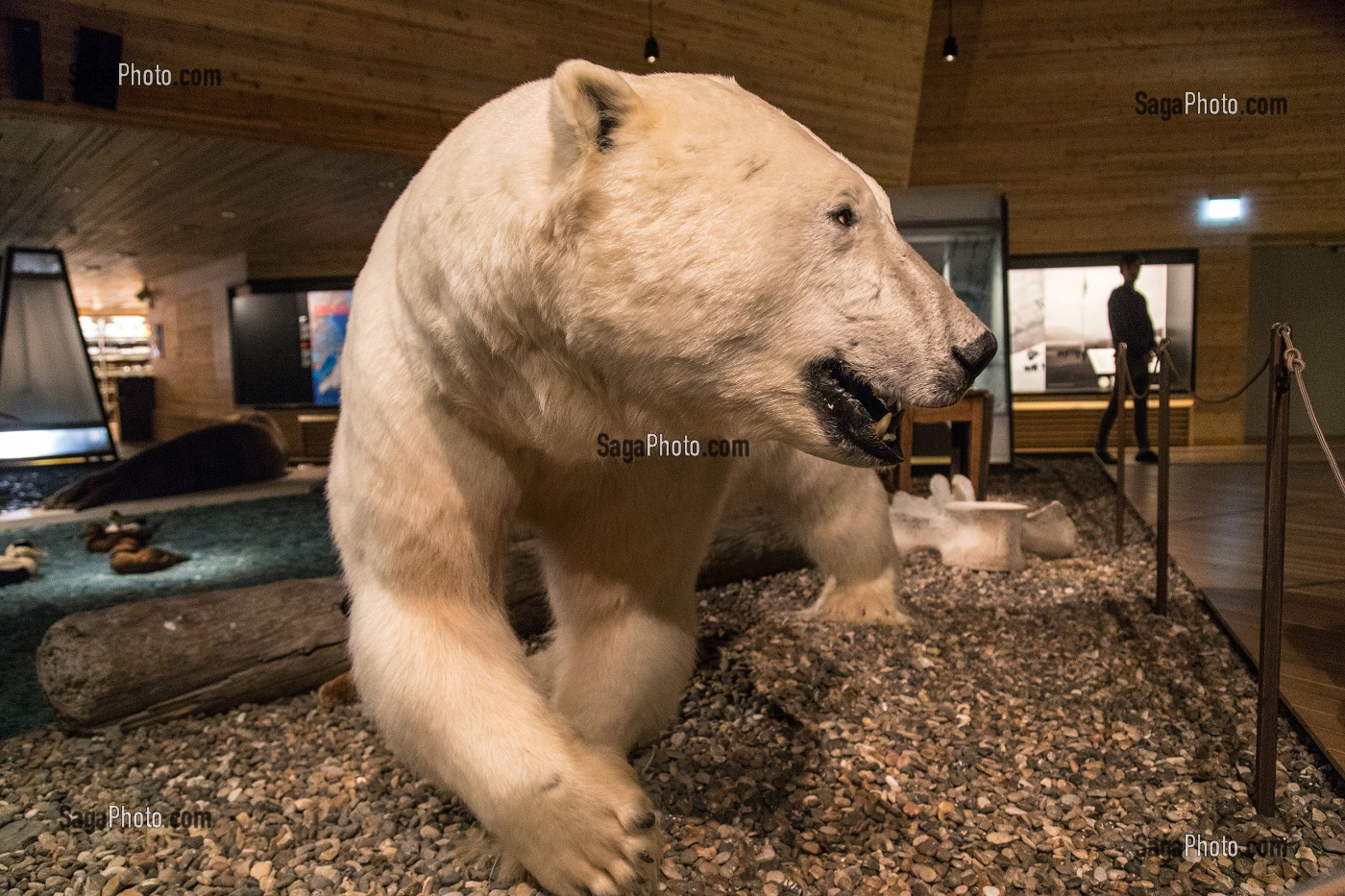 OURS BLANC NATURALISE, MUSEE DU SVALBARD, VILLE DE LONGYEARBYEN, LA PLUS SEPTENTRIONALE DE LA TERRE, SPITZBERG, SVALBARD, OCEAN ARCTIQUE, NORVEGE 