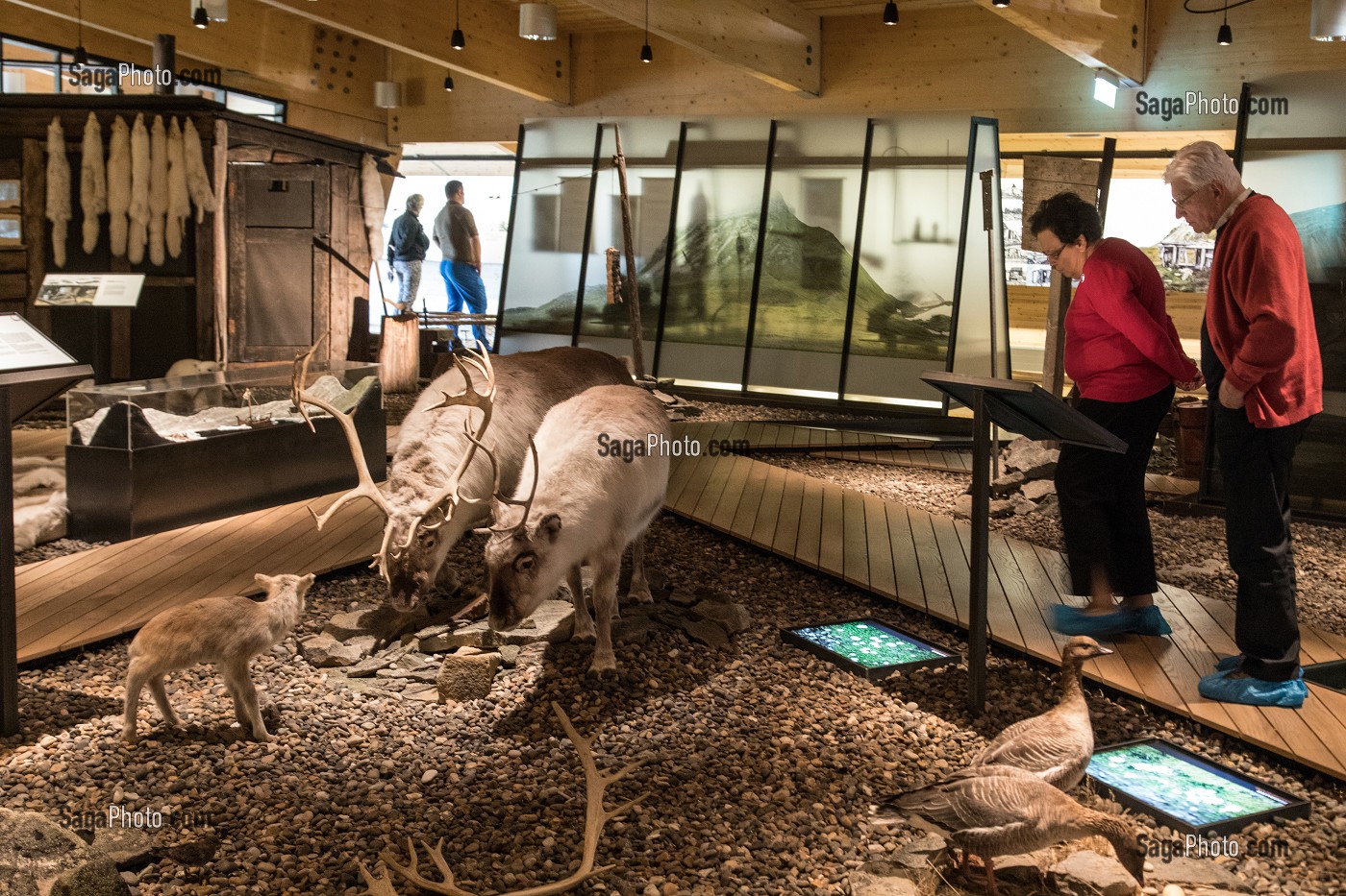 ANIMAUX DU CERCLE POLAIRE, MUSEE DU SVALBARD, VILLE DE LONGYEARBYEN, LA PLUS SEPTENTRIONALE DE LA TERRE, SPITZBERG, SVALBARD, OCEAN ARCTIQUE, NORVEGE 