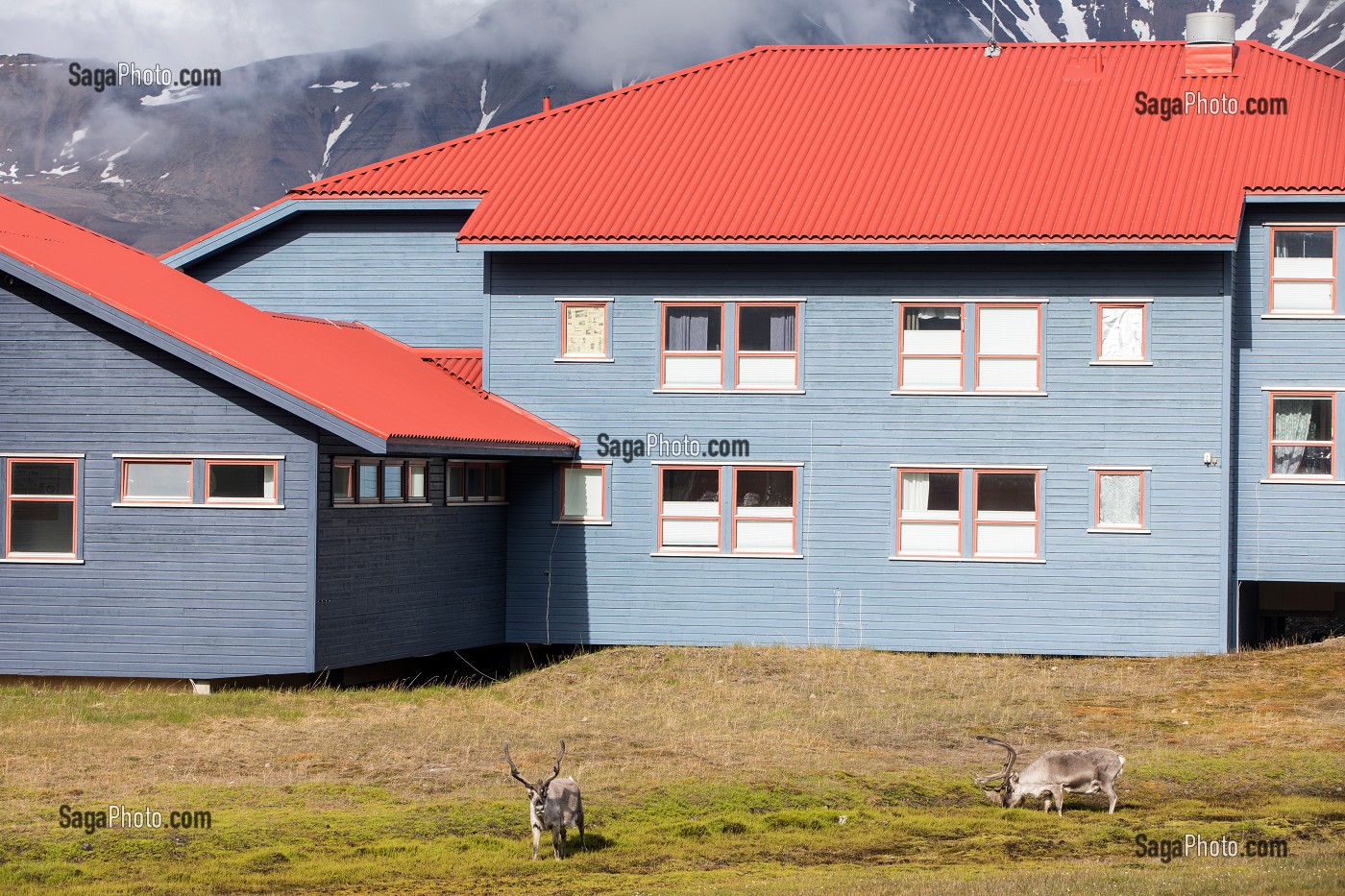 RENNES EN LIBERTE DEVANT LES MAISONS COLOREES EN BOIS, VILLE DE LONGYEARBYEN, LA PLUS SEPTENTRIONALE DE LA TERRE, SPITZBERG, SVALBARD, OCEAN ARCTIQUE, NORVEGE 