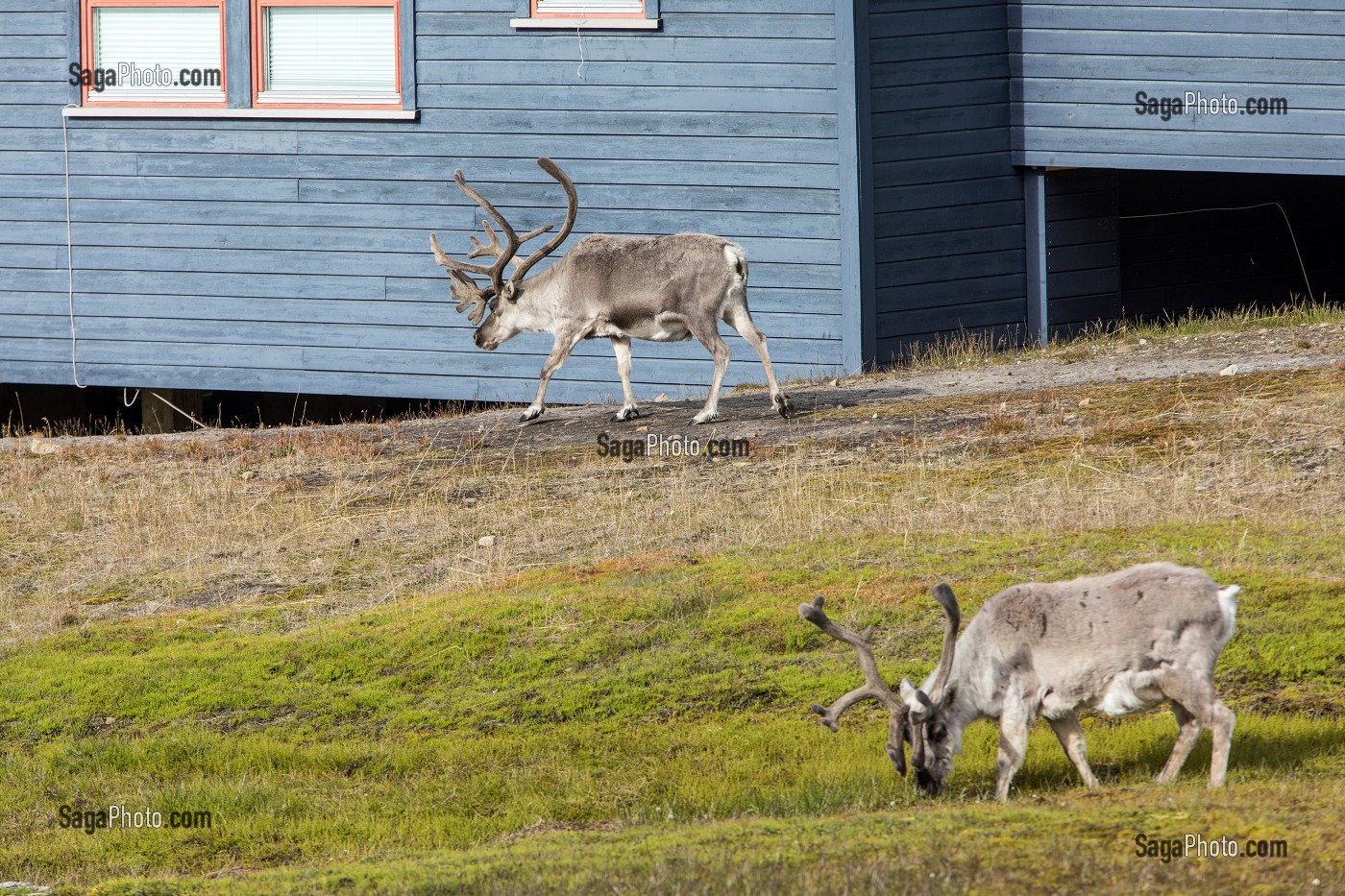 RENNES EN LIBERTE DEVANT LES MAISONS COLOREES EN BOIS, VILLE DE LONGYEARBYEN, LA PLUS SEPTENTRIONALE DE LA TERRE, SPITZBERG, SVALBARD, OCEAN ARCTIQUE, NORVEGE 