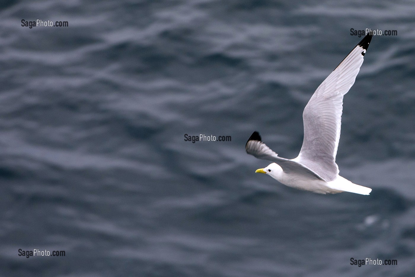 GOELAND EN VOL, SPITZBERG, SVALBARD, OCEAN ARCTIQUE, NORVEGE 