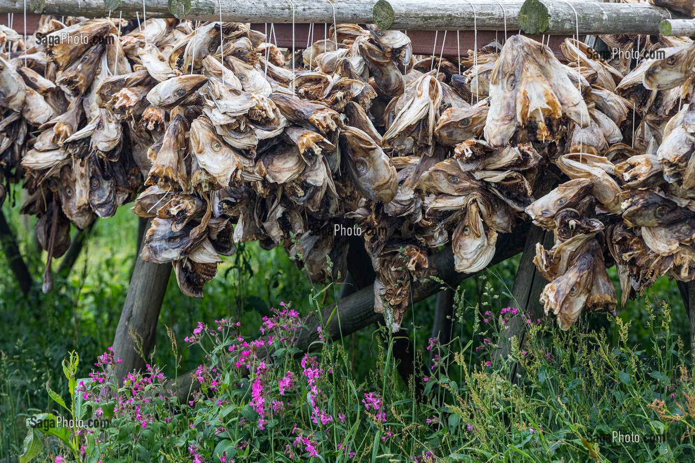 TETES SECHEES DE MORUE DESTINEES A ETRE ECRASE POUR L'EXPORTATION EN AFRIQUE ET CONSOMMEES DANS LA SOUPE, ILES LOFOTEN, NORVEGE 