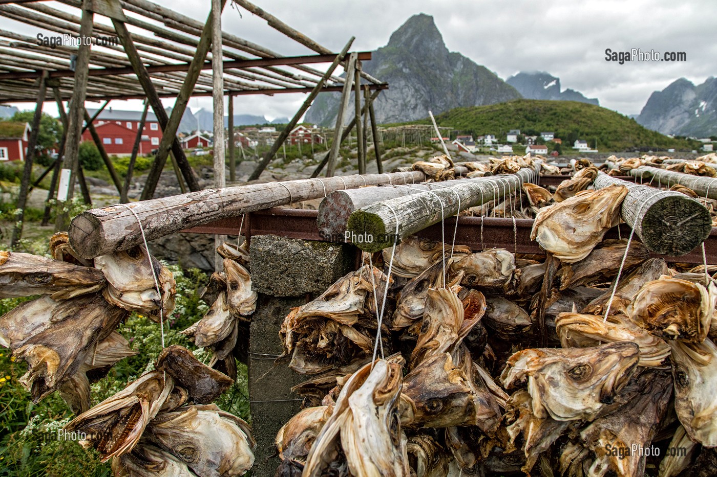 TETES SECHEES DE MORUE DESTINEES A ETRE ECRASE POUR L'EXPORTATION EN AFRIQUE ET CONSOMMEES DANS LA SOUPE, ILES LOFOTEN, NORVEGE 