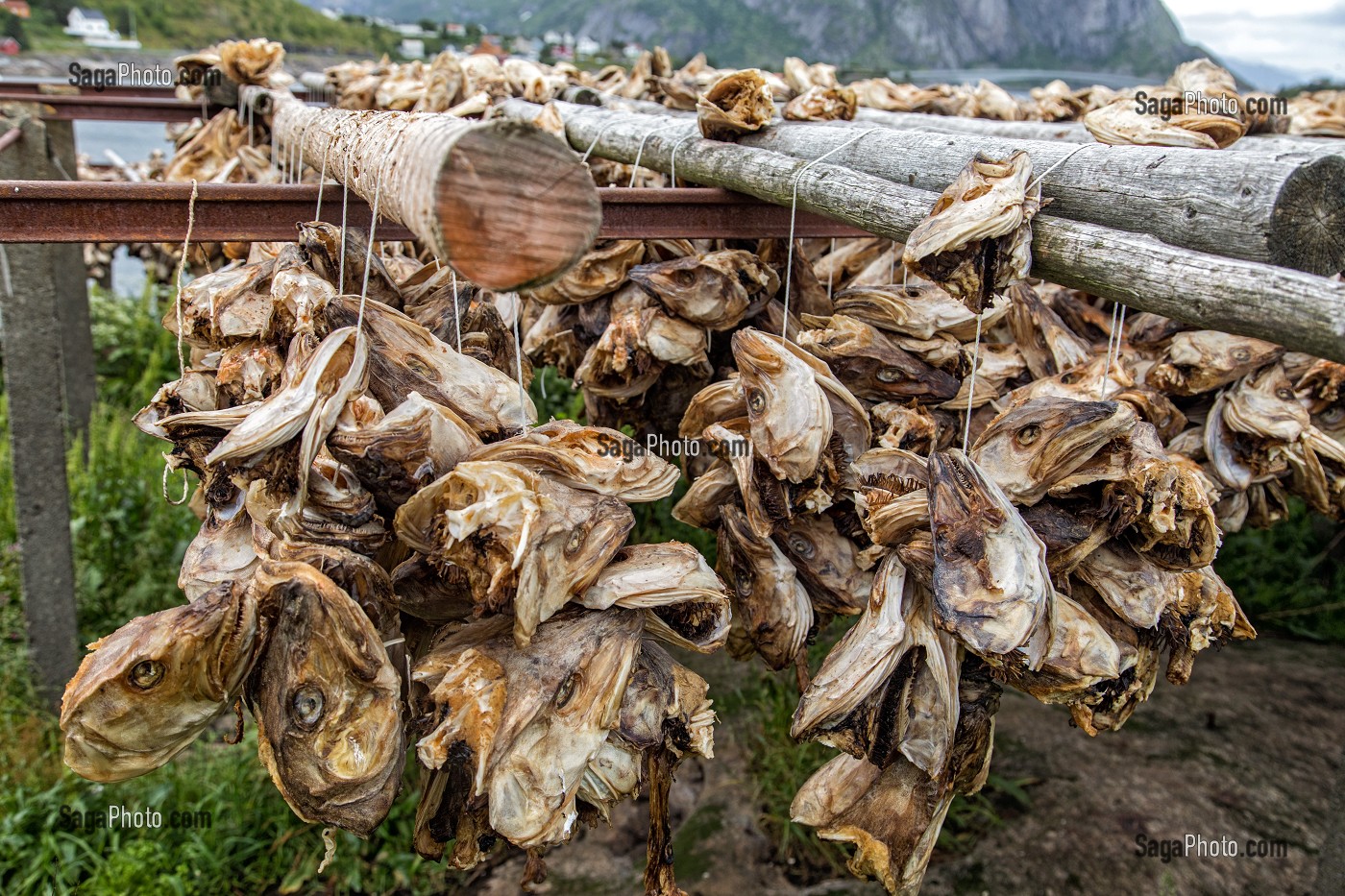 TETES SECHEES DE MORUE DESTINEES A ETRE ECRASE POUR L'EXPORTATION EN AFRIQUE ET CONSOMMEES DANS LA SOUPE, ILES LOFOTEN, NORVEGE 