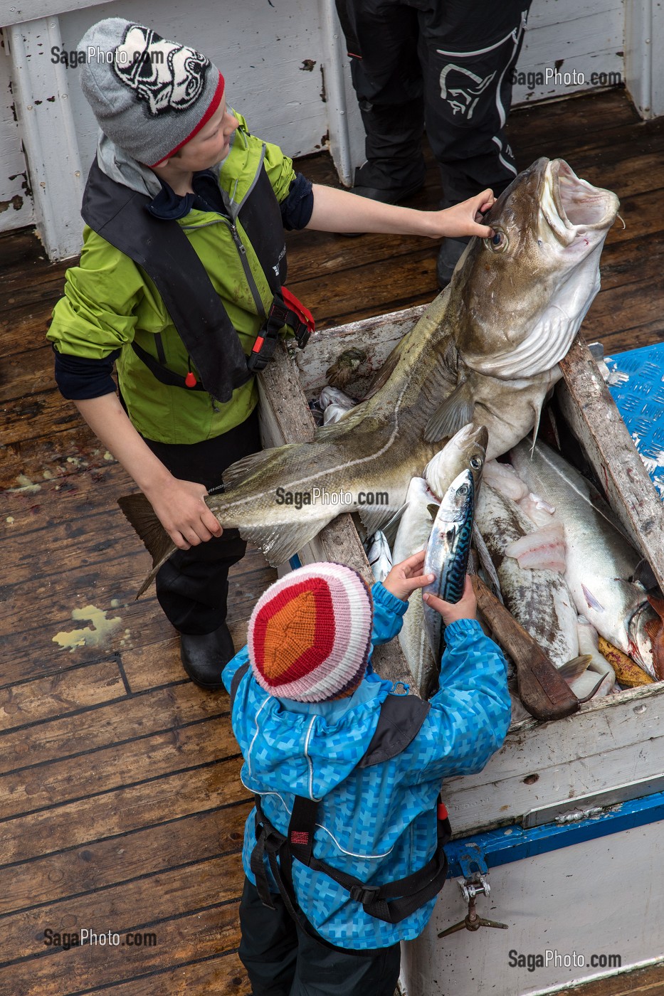 ENFANTS DU PECHEUR DE RETOUR DE LA PECHE AVEC LA MORUE SUR LE BATEAU, NUSFJORD, FJORD DE VESTFJORD, ILES LOFOTEN, NORVEGE 