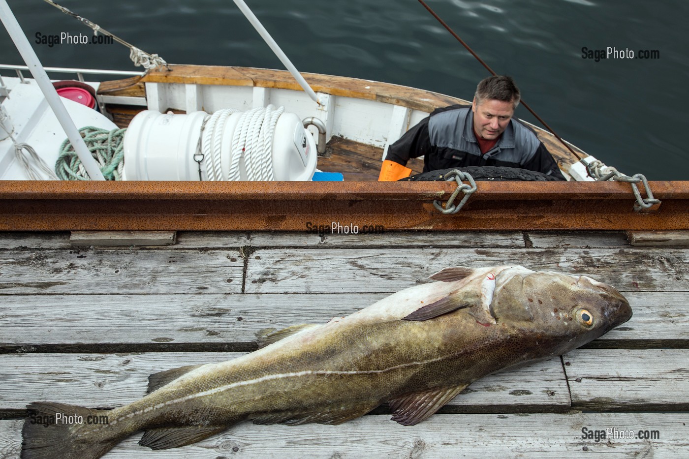 PECHEUR AVEC UNE GROSSE MORUE DE RETOUR DE LA PECHE, PORT DE NUSFJORD, FJORD DE VESTFJORD, ILES LOFOTEN, NORVEGE 