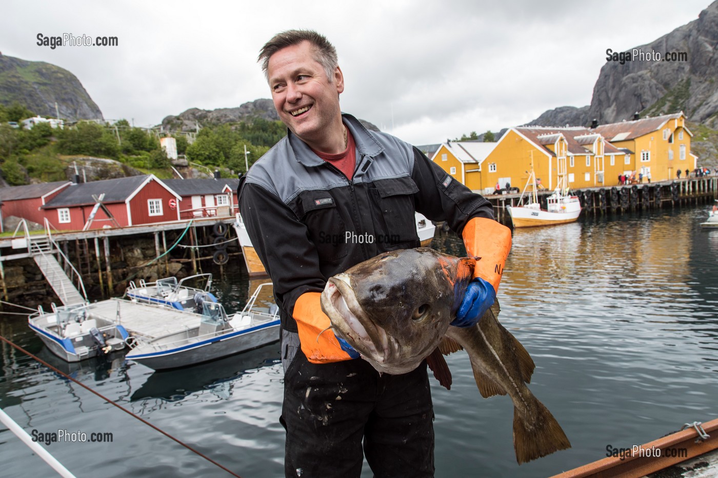 PECHEUR AVEC UNE GROSSE MORUE DE RETOUR DE LA PECHE, PORT DE NUSFJORD, FJORD DE VESTFJORD, ILES LOFOTEN, NORVEGE 