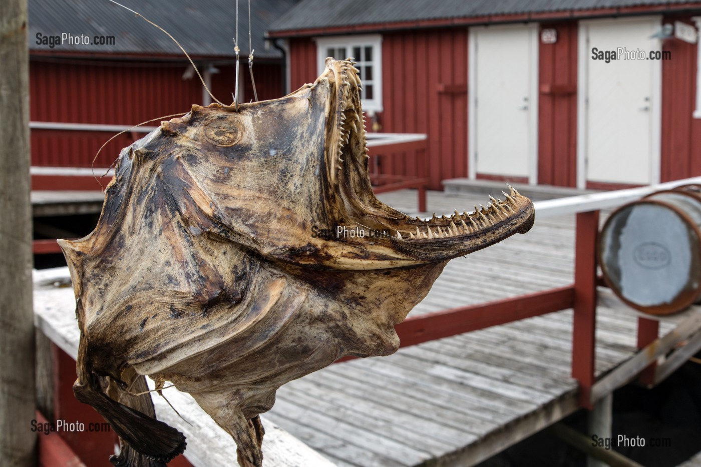 TETE SECHEE DE MORUE DEVANT UNE MAISON TRADITIONNELLE DE PECHEUR  EN BOIS DE COULEUR ROUGE, NUSFJORD, FJORD DE VESTFJORD, ILES LOFOTEN, NORVEGE 