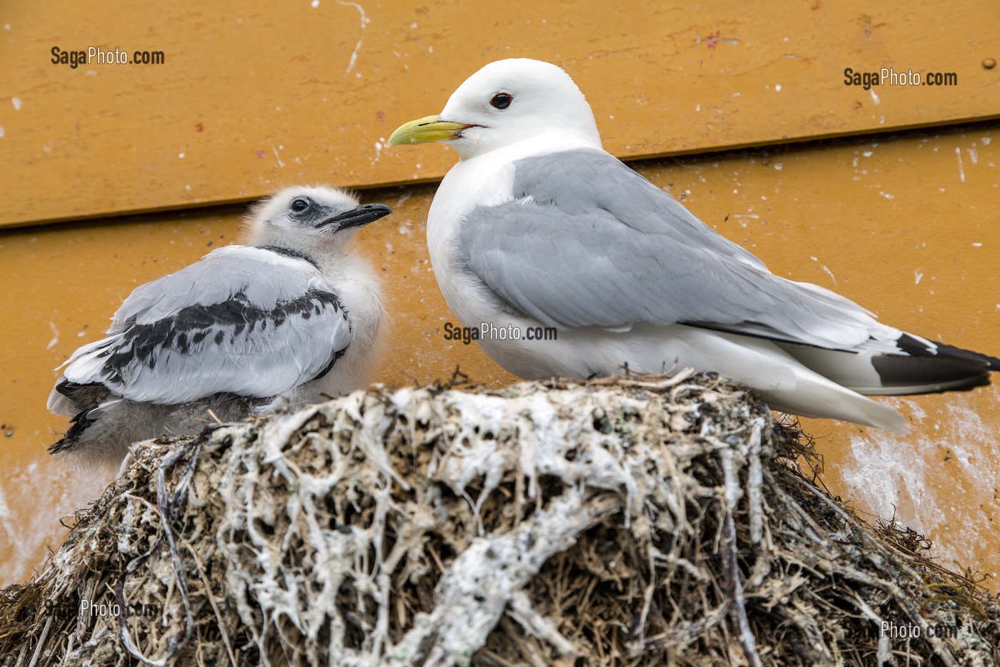 NID DE GOELAND AVEC SON PETIT, NUSFJORD, FJORD DE VESTFJORD, ILES LOFOTEN, NORVEGE 