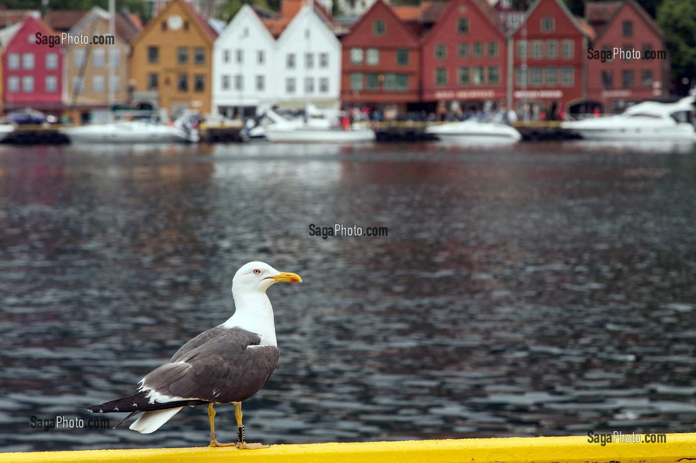 GOELAND DEVANT LE QUARTIER ANCIEN DE BERGEN, HORDALAND, NORVEGE 