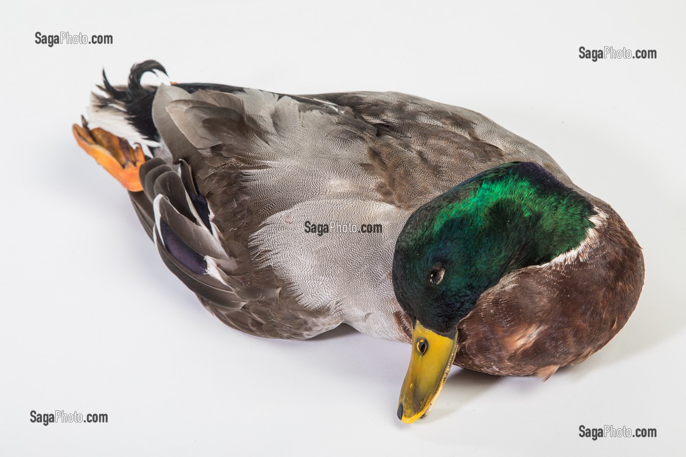 CANARD COL VERT, MARCHE DE SAISON, CHARTRES (28), FRANCE 