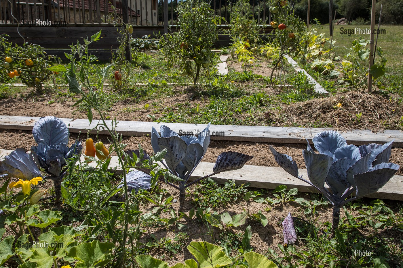 JARDIN POTAGER FAMILIAL, SAONE-ET-LOIRE (71), FRANCE 