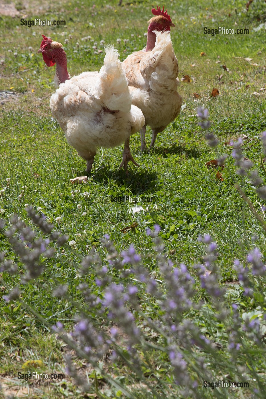 POULE EN PLEIN AIR DEVANT LA MAISON, SAONE-ET-LOIRE (71), FRANCE 