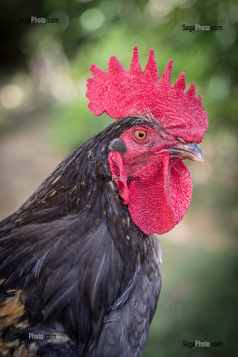 PORTRAIT DE COQ DEVANT LA MAISON 