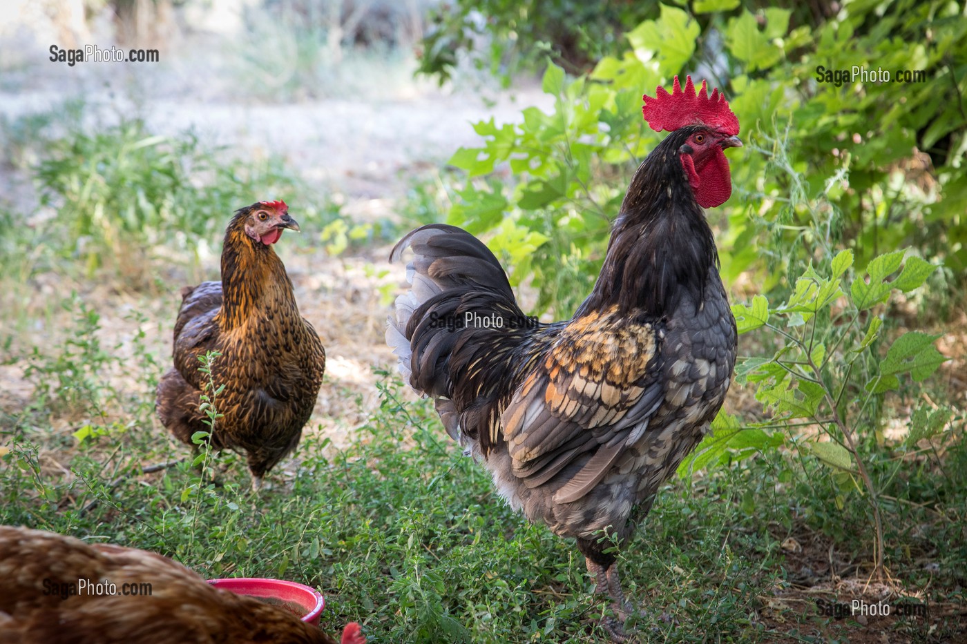 LE COQ ET LA POULE DEVANT LA MAISON 