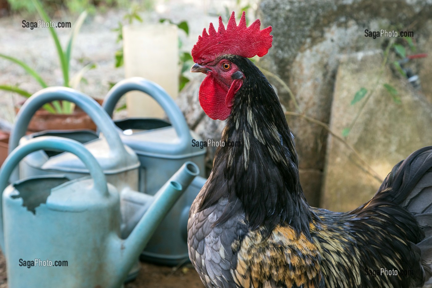 PORTRAIT DE COQ DEVANT LA MAISON 