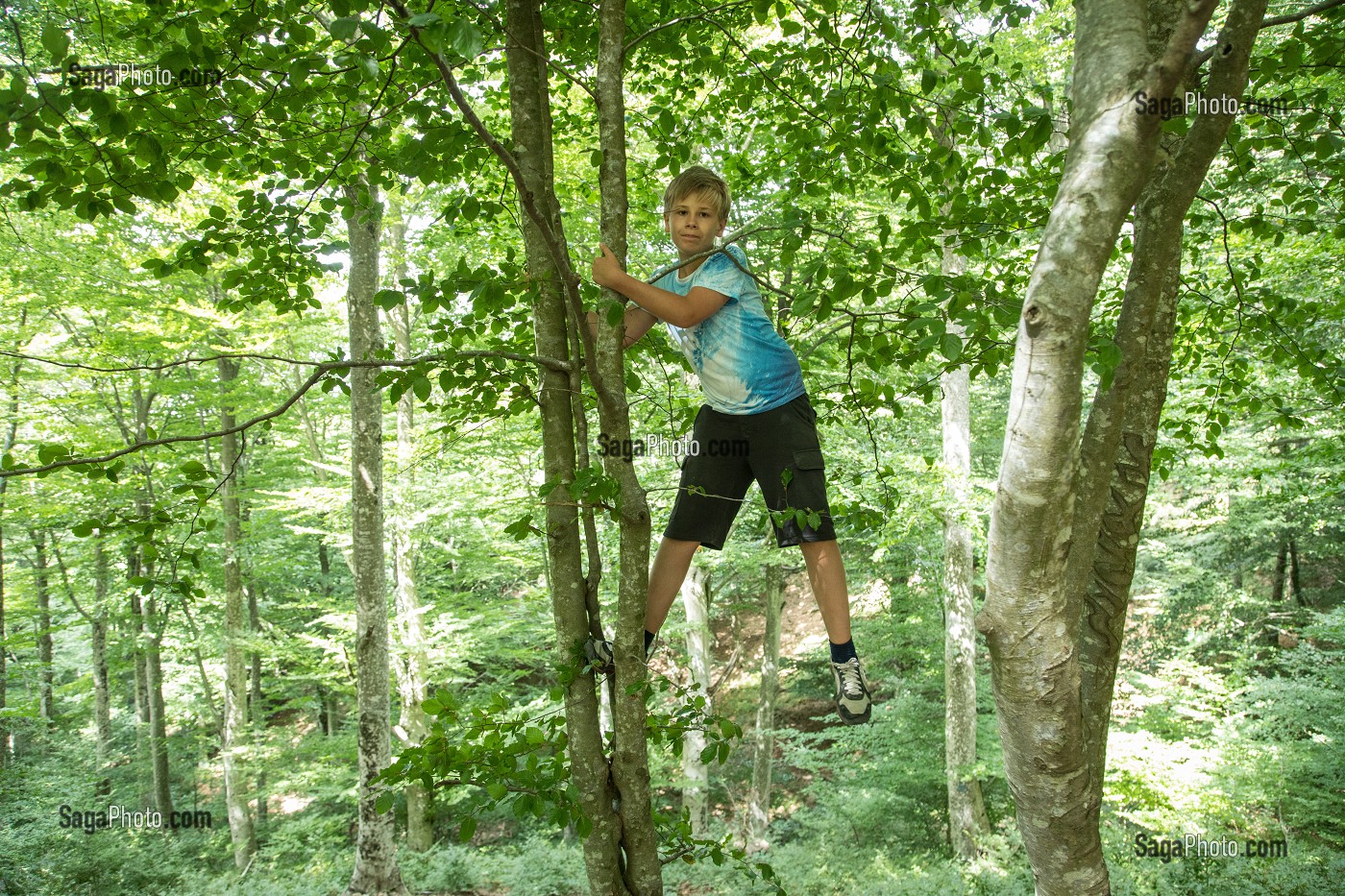 ADOLESCENT DANS LES ARBRES, COL SAINT JOAN DE L'ALBERTA, L'ALBERE (64), FRANCE 