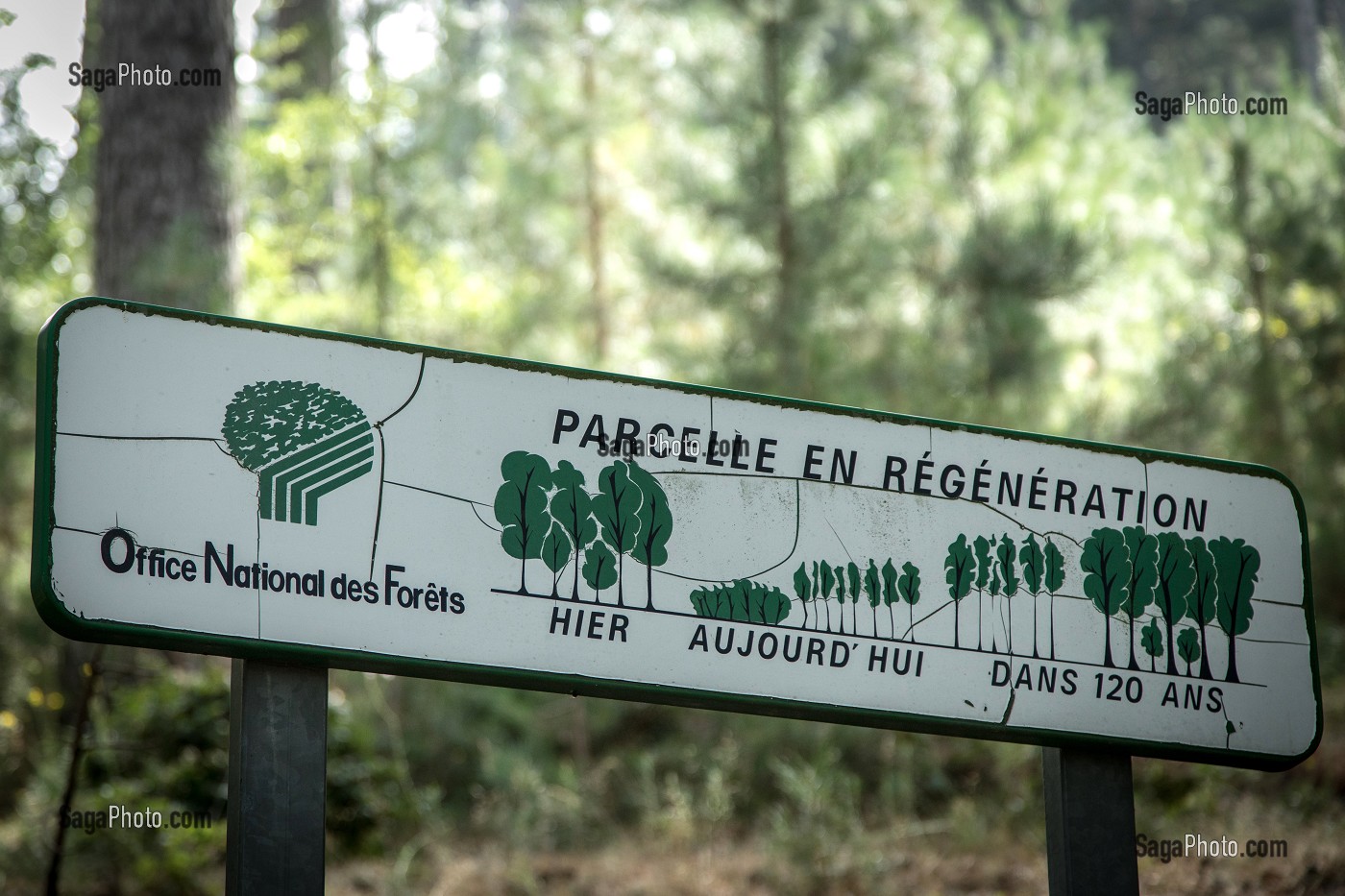 PROTECTION DE PARCELLE EN REGENERATION, OFFICE NATIONAL DES FORETS, ONF 