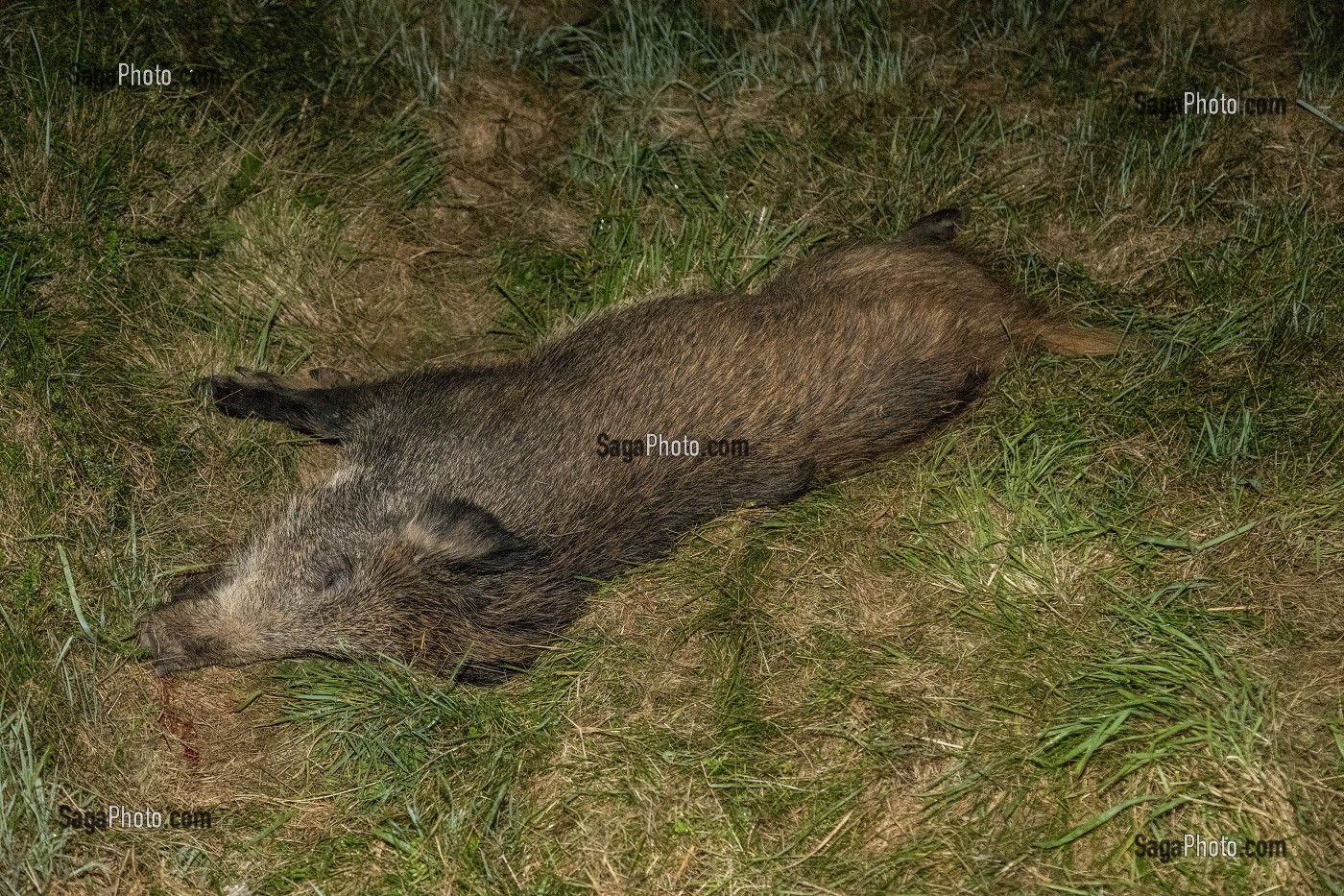 SANGLIER ECRASE AU BORD DE LA ROUTE 