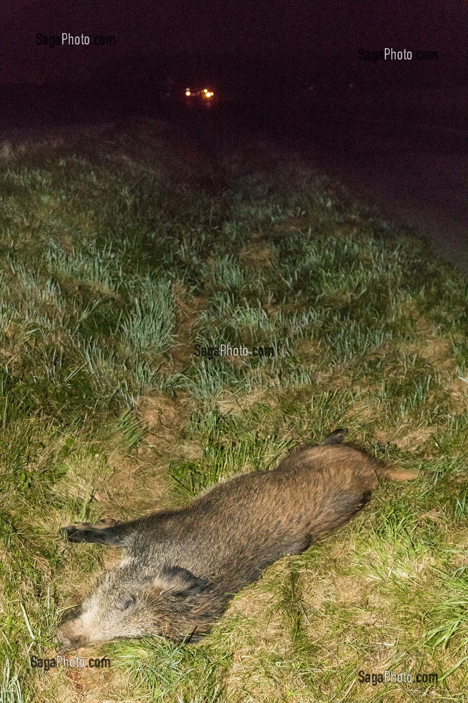 SANGLIER ECRASE AU BORD DE LA ROUTE 