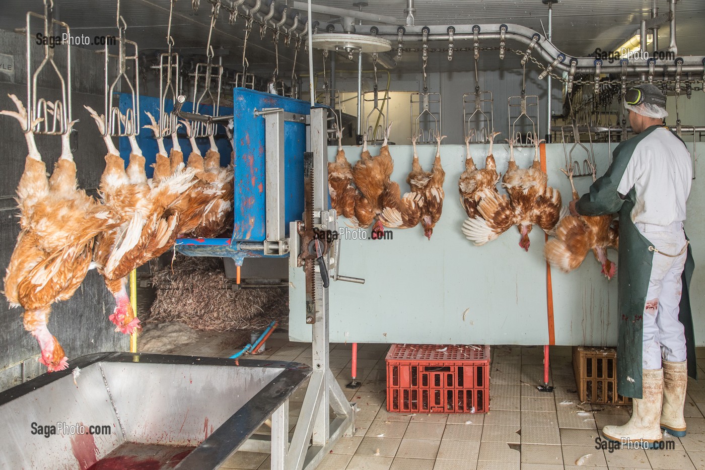 LABORATOIRE ABATTAGE, ELEVAGE DE VOLAILLES EN PLEIN AIR NOURRIES AUX CEREALES DE LA FERME, PRODUITS FERMIERS DE TERROIR, FERME DE GRANDVILLAIN, ORGERES-EN-BEAUCE (28), FRANCE 