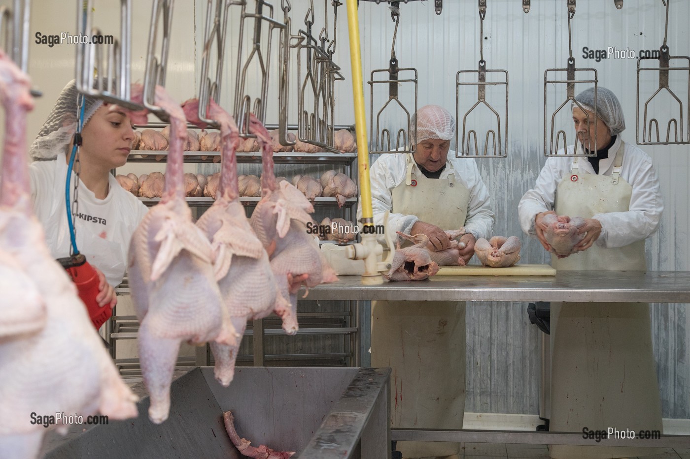 DECOUPE ET PREPARATION DES VOLAILLES, LABORATOIRE DE PREPARATION ET TRANSFORMATION DES POULETS, ELEVAGE DE VOLAILLES EN PLEIN AIR NOURRIES AUX CEREALES DE LA FERME, PRODUITS FERMIERS DE TERROIR, FERME DE GRANDVILLAIN, ORGERES-EN-BEAUCE (28), FRANCE 