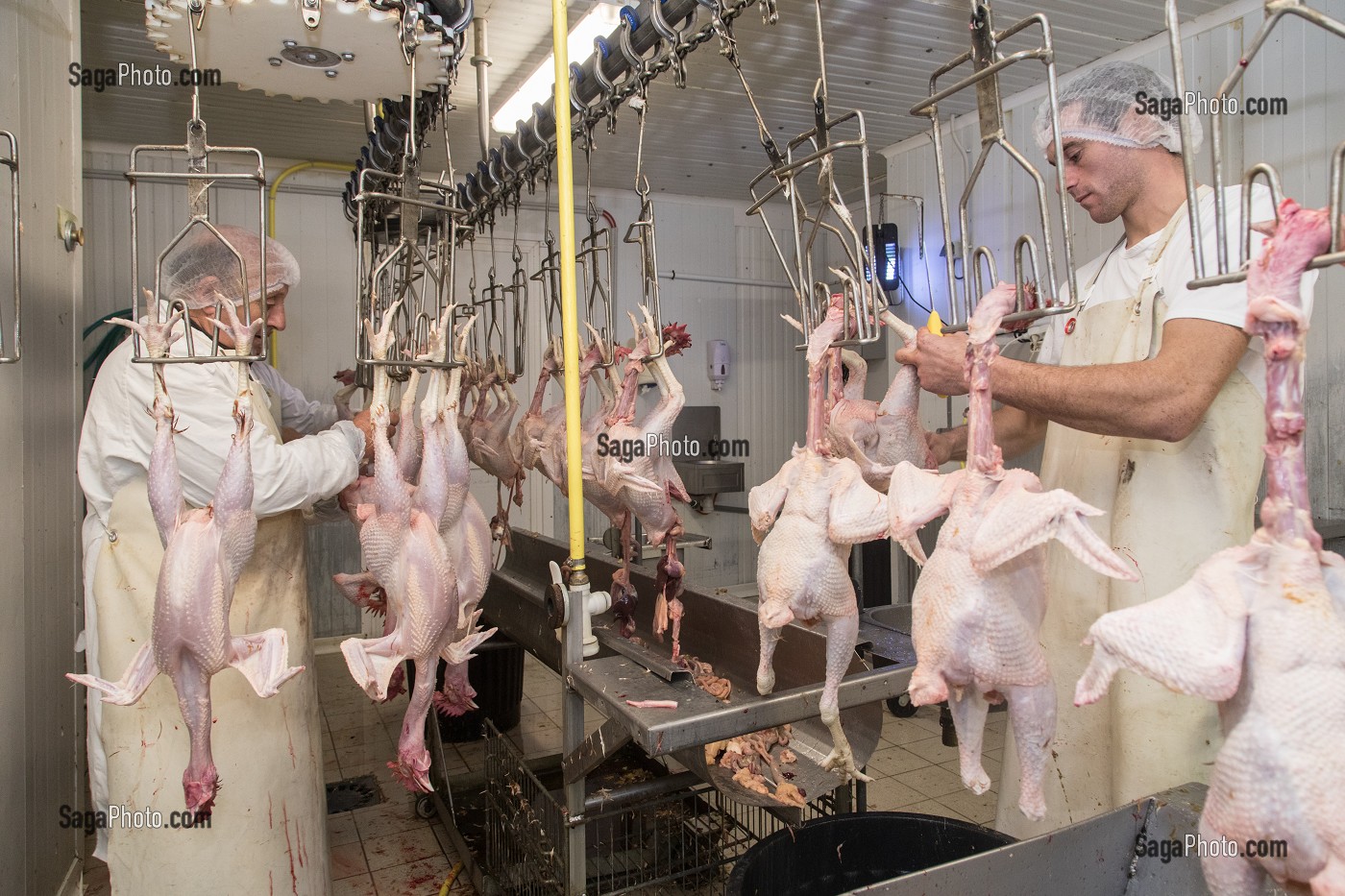 DECOUPE ET PREPARATION DES VOLAILLES, LABORATOIRE DE PREPARATION ET TRANSFORMATION DES POULETS, ELEVAGE DE VOLAILLES EN PLEIN AIR NOURRIES AUX CEREALES DE LA FERME, PRODUITS FERMIERS DE TERROIR, FERME DE GRANDVILLAIN, ORGERES-EN-BEAUCE (28), FRANCE 