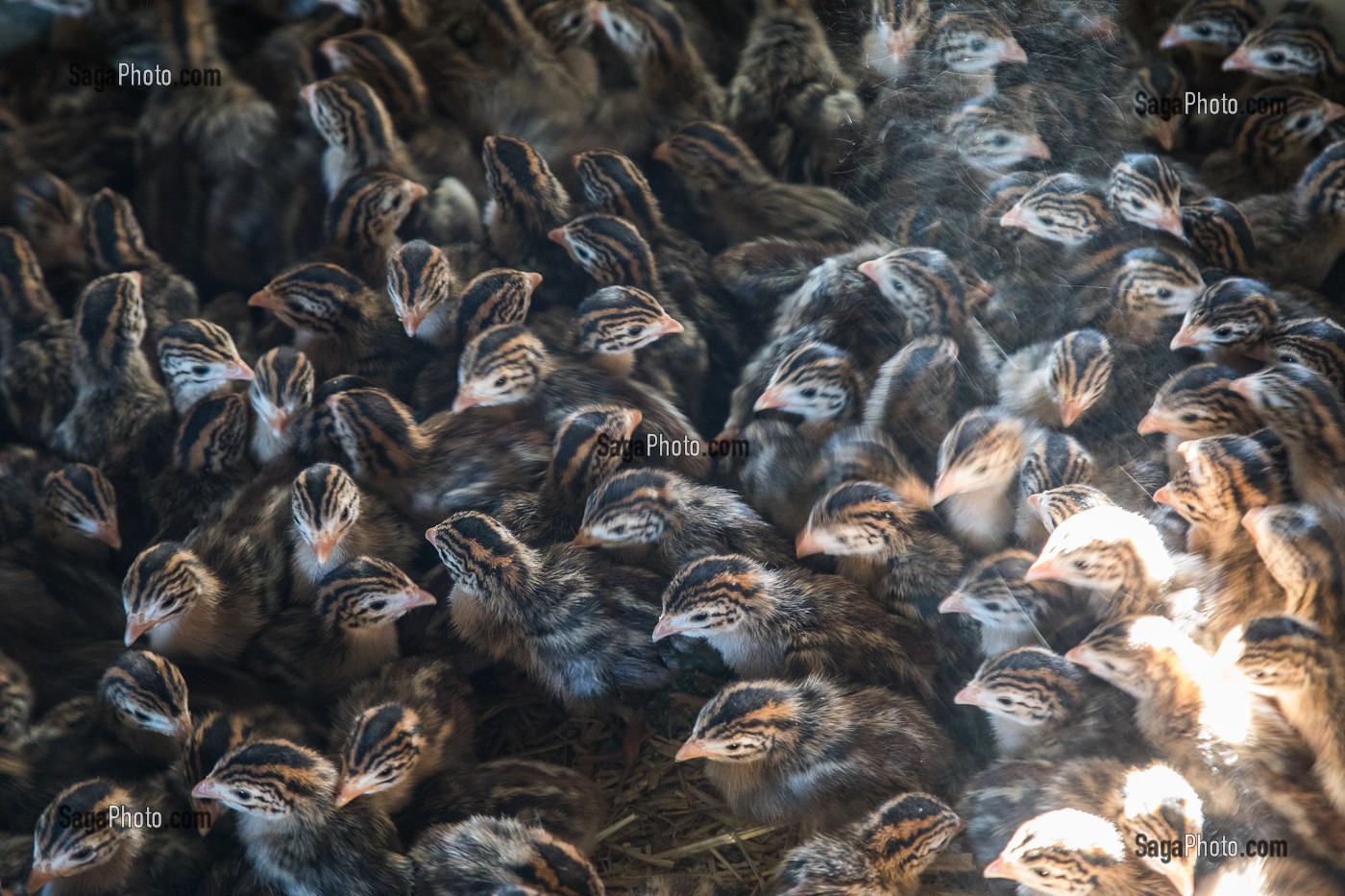 PETIT POUSSINS PINTADE L'ENGRAISSEMENT, ELEVAGE DE VOLAILLES EN PLEIN AIR NOURRIES AUX CEREALES DE LA FERME, PRODUITS FERMIERS DE TERROIR, FERME DE GRANDVILLAIN, ORGERES-EN-BEAUCE (28), FRANCE 