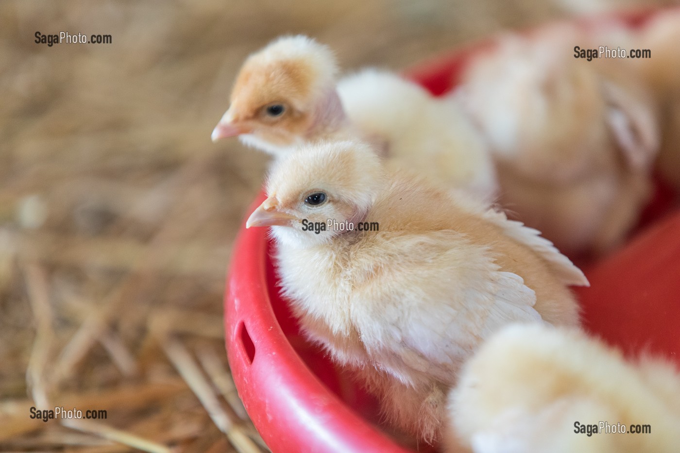 PETITS POUSSINS A L'ENGRAISSEMENT, ELEVAGE DE VOLAILLES EN PLEIN AIR NOURRIES AUX CEREALES DE LA FERME, PRODUITS FERMIERS DE TERROIR, FERME DE GRANDVILLAIN, ORGERES-EN-BEAUCE (28), FRANCE 