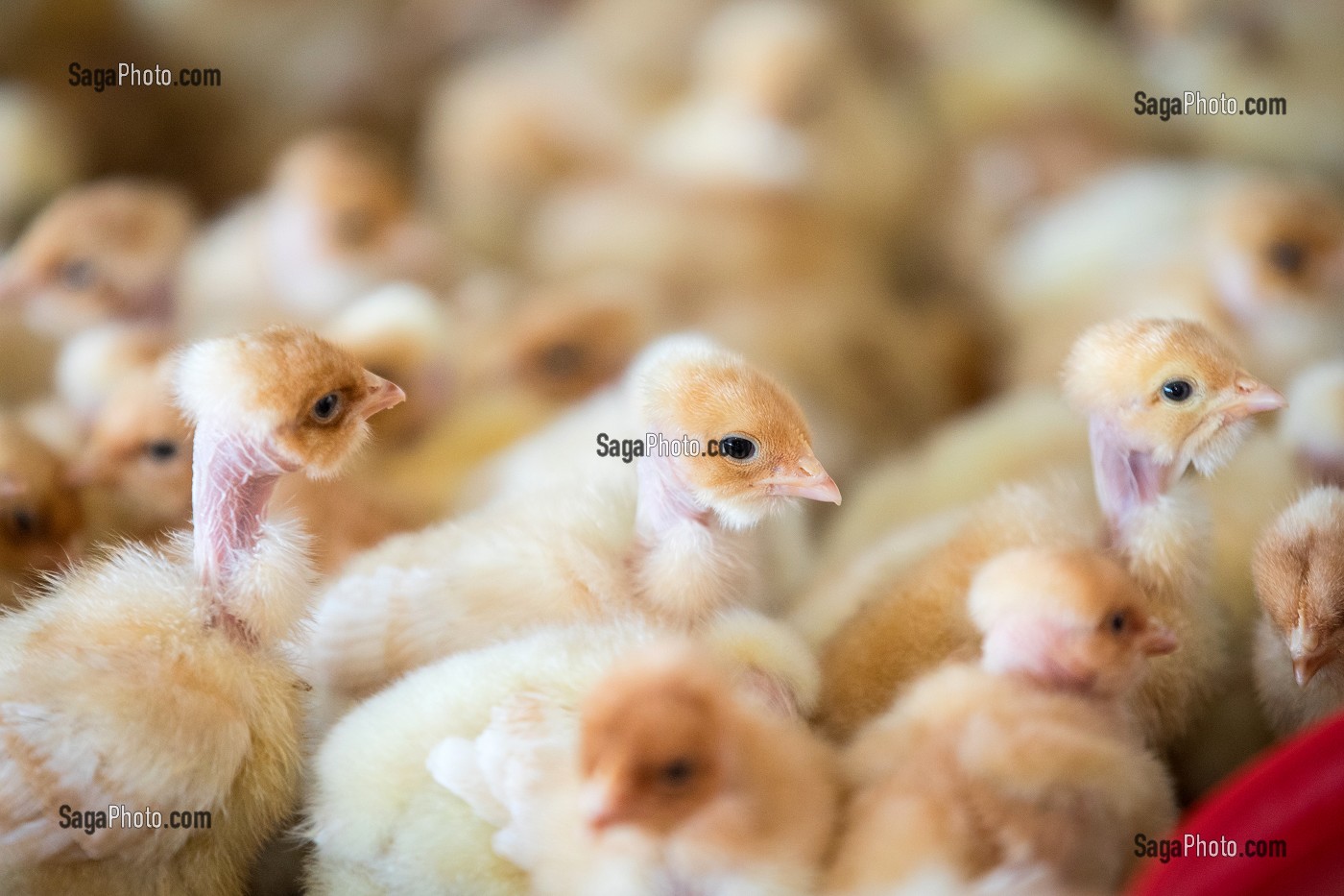 PETITS POUSSINS A L'ENGRAISSEMENT, ELEVAGE DE VOLAILLES EN PLEIN AIR NOURRIES AUX CEREALES DE LA FERME, PRODUITS FERMIERS DE TERROIR, FERME DE GRANDVILLAIN, ORGERES-EN-BEAUCE (28), FRANCE 