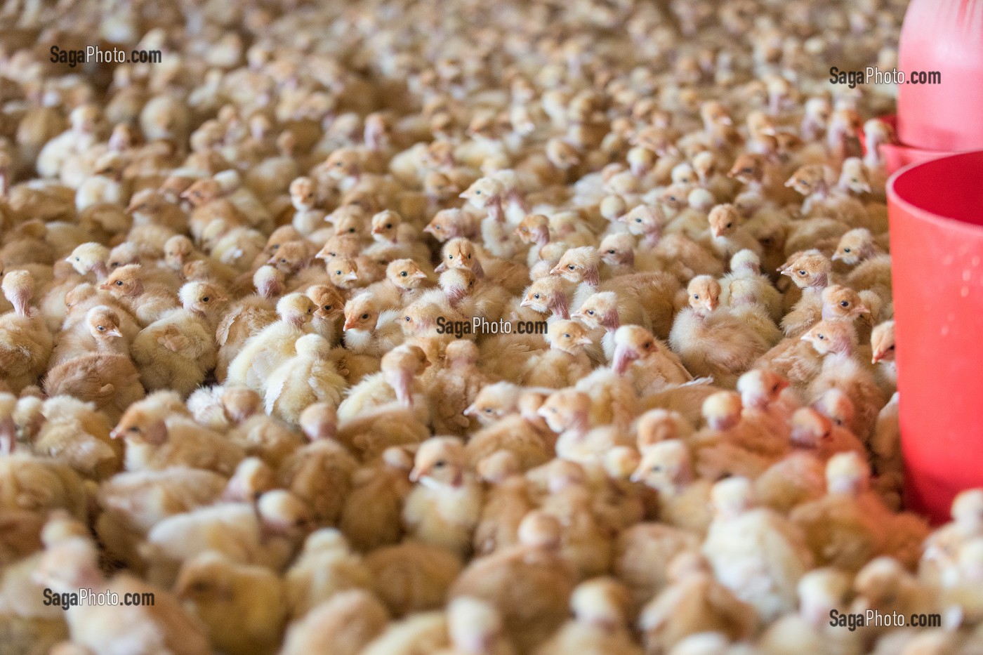 PETITS POUSSINS A L'ENGRAISSEMENT, ELEVAGE DE VOLAILLES EN PLEIN AIR NOURRIES AUX CEREALES DE LA FERME, PRODUITS FERMIERS DE TERROIR, FERME DE GRANDVILLAIN, ORGERES-EN-BEAUCE (28), FRANCE 