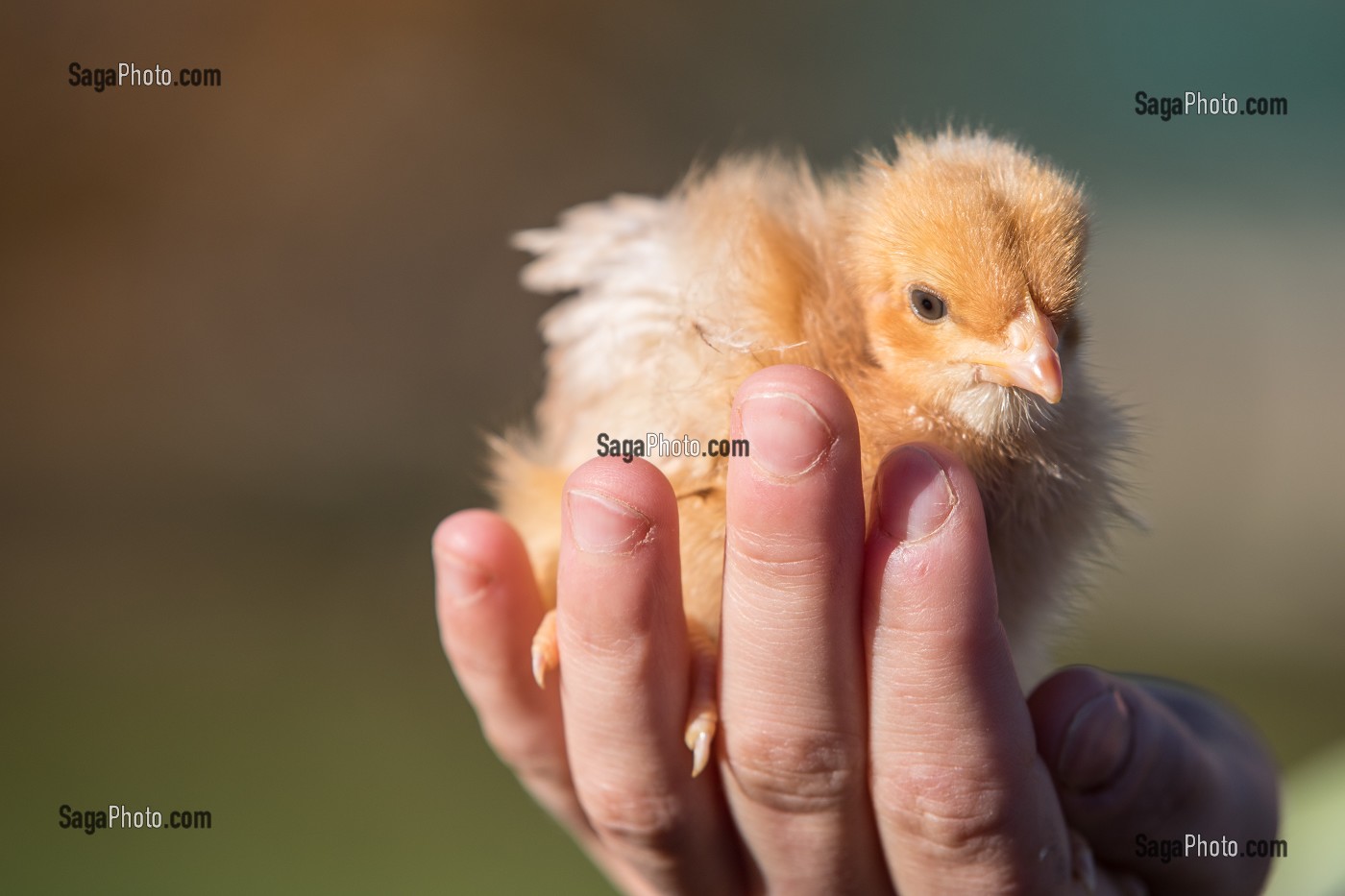 PETIT POUSSIN DANS LA MAIN, ELEVAGE DE VOLAILLES EN PLEIN AIR NOURRIES AUX CEREALES DE LA FERME, PRODUITS FERMIERS DE TERROIR, FERME DE GRANDVILLAIN, ORGERES-EN-BEAUCE (28), FRANCE 