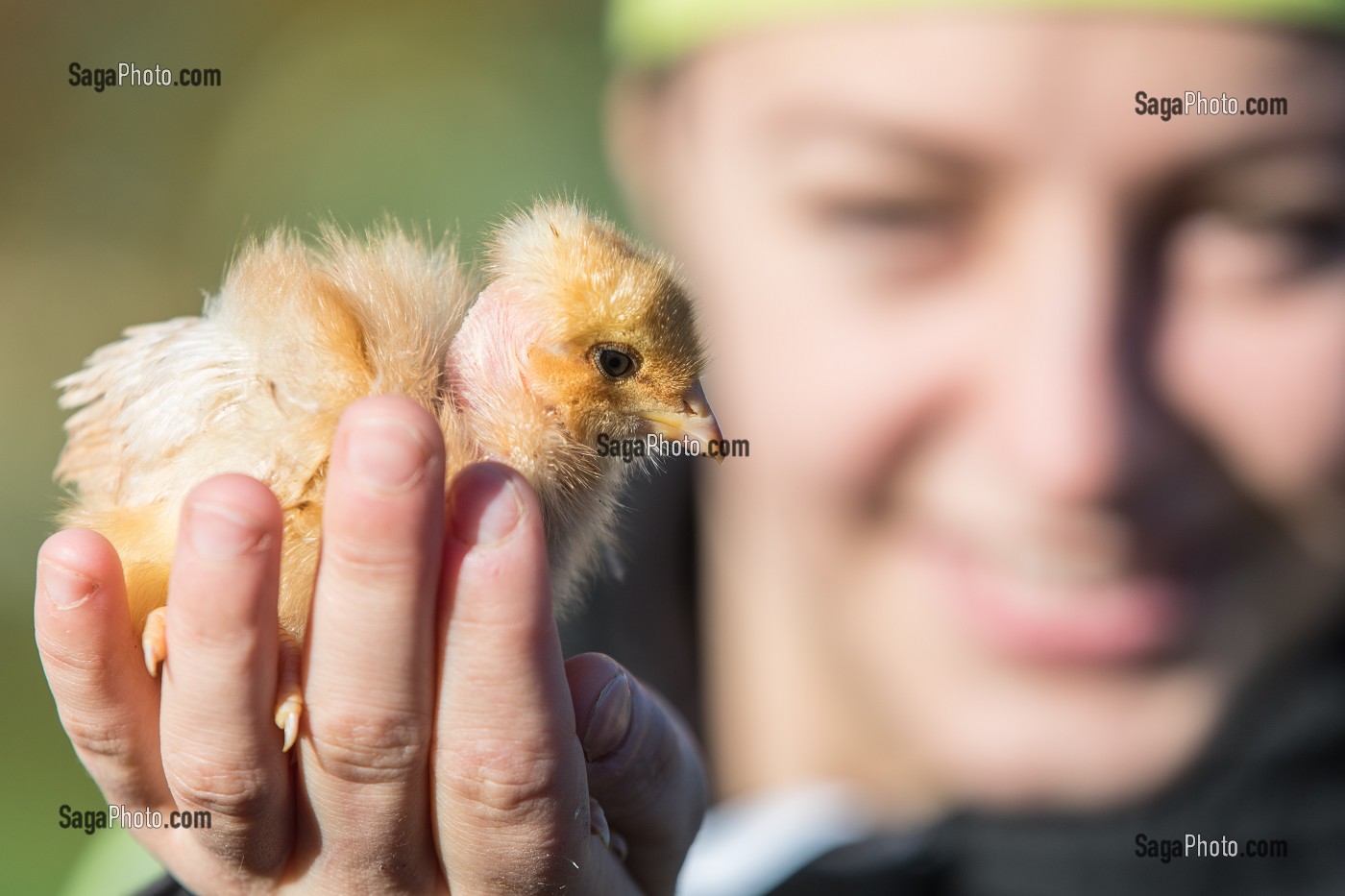 PETIT POUSSIN DANS LA MAIN, ELEVAGE DE VOLAILLES EN PLEIN AIR NOURRIES AUX CEREALES DE LA FERME, PRODUITS FERMIERS DE TERROIR, FERME DE GRANDVILLAIN, ORGERES-EN-BEAUCE (28), FRANCE 