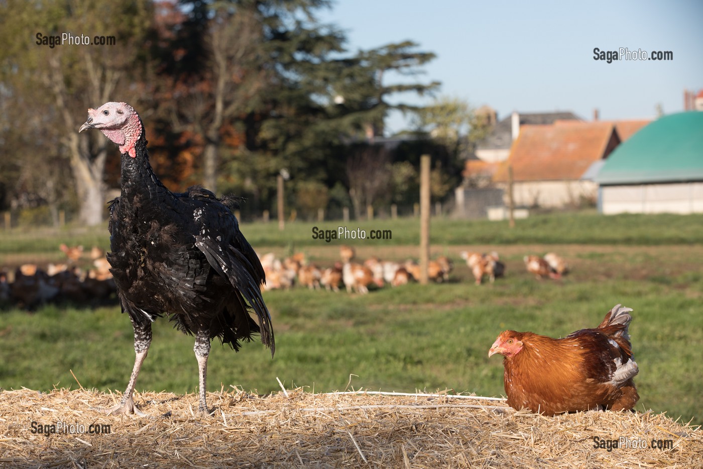 DINDE, ELEVAGE DE VOLAILLES EN PLEIN AIR NOURRIES AUX CEREALES DE LA FERME, PRODUITS FERMIERS DE TERROIR, FERME DE GRANDVILLAIN, ORGERES-EN-BEAUCE (28), FRANCE 